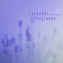 라벤더 향기 Lavender Fragrance