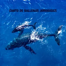 Ballenas Jorobadas Cantando En Oceano