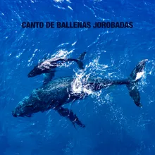 Ballenas Jorobadas En El Artico