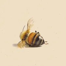 Charlottes song Frå Bienes historie