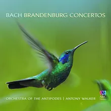 Brandenburg Concerto No. 4 in G, BWV 1049: 2. Andante