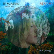 Blackbird