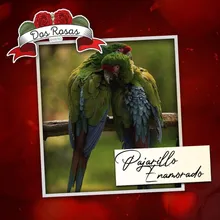 Pajarillo Enamorado