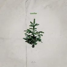 Conifer