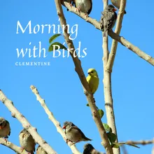 Morning with Birds