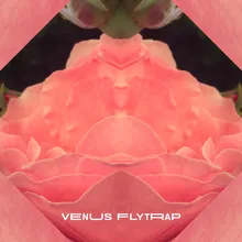 Venus FlyTrap