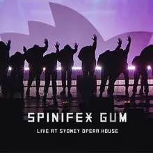 Spinifex Gum