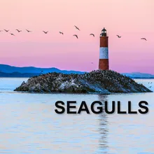 Seagulls