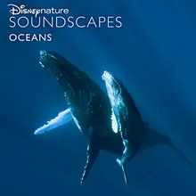 Dolphin Underwater Calling