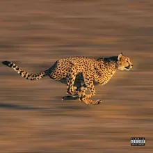 Cheetah