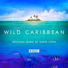 Wild Caribbean