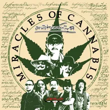 Miracles of Cannabis (Acoustic)