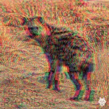 Hyenas After You-Kucera's 707 Edit