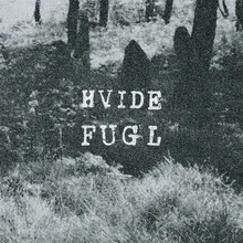 Hvide Fugl