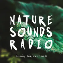 Nature Sounds: Night Sleep