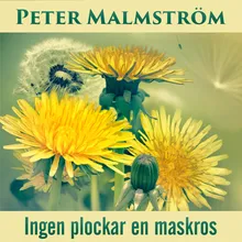 Ingen plockar en maskros