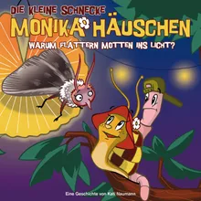 Warum flattern Motten ins Licht? - Schlusssong