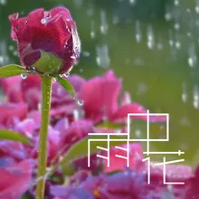 雨中花