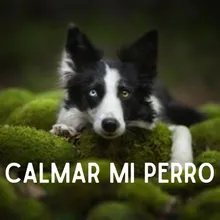 PARA MI ANIMALITO