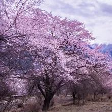 十里桃湖