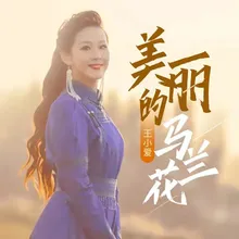 美丽的马兰花