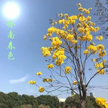 山菊花