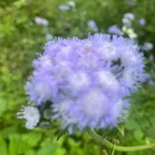 花開彼一暝