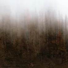 烟花雨