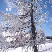 雪见