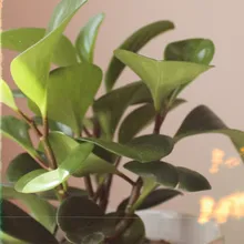 Peperomia