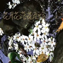 花开花落花无悔