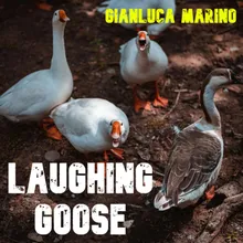 Laughing Goose