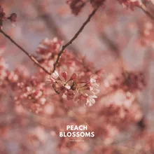 Peach Blossoms