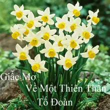 Giấc Mơ Về Một Thiên Thần 1