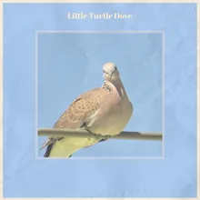 Little Turtle Dove