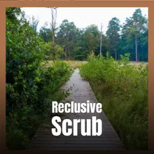 Reclusive Scrub