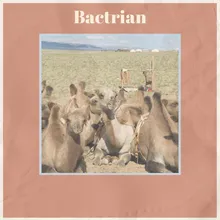 Bactrian