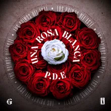 Una Rosa Blanca