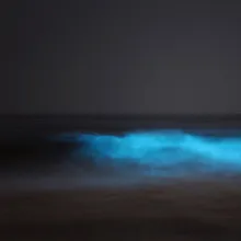 Bioluminescence