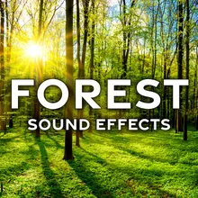 Forest Ambience: Early Morning with Birds Calls and Insects