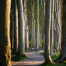 path in the forest