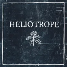 Heliotrope