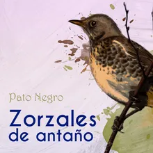 Pato Negro