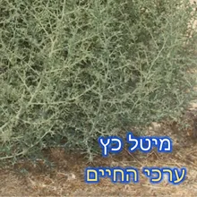 ערכי החיים