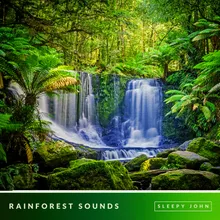 Forest Sounds, Pt. 01