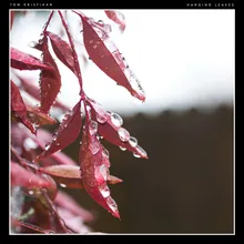 Hanging Leaves