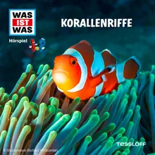 Korallenriffe - Teil 17