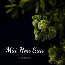 Mùi Hoa Sữa (Beat)