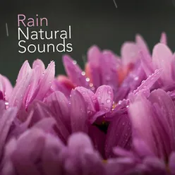 Rain: Natural Sounds