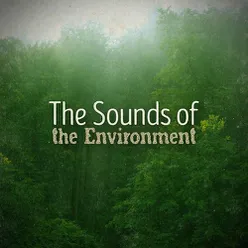 The Sounds of the Environment